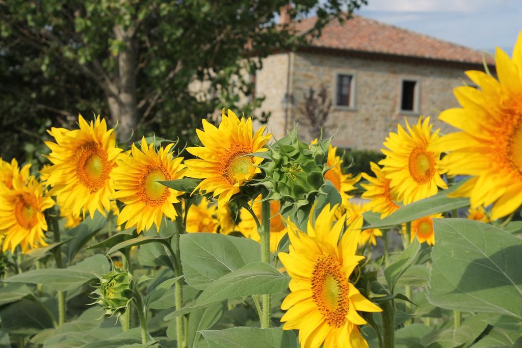 Il Grifone A Cortona Residence Екстер'єр фото